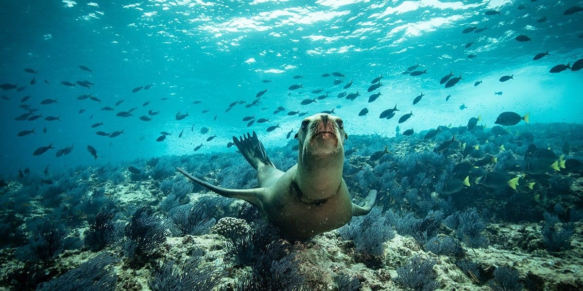 The Fascinating Marine Biodiversity of Los Cabos: