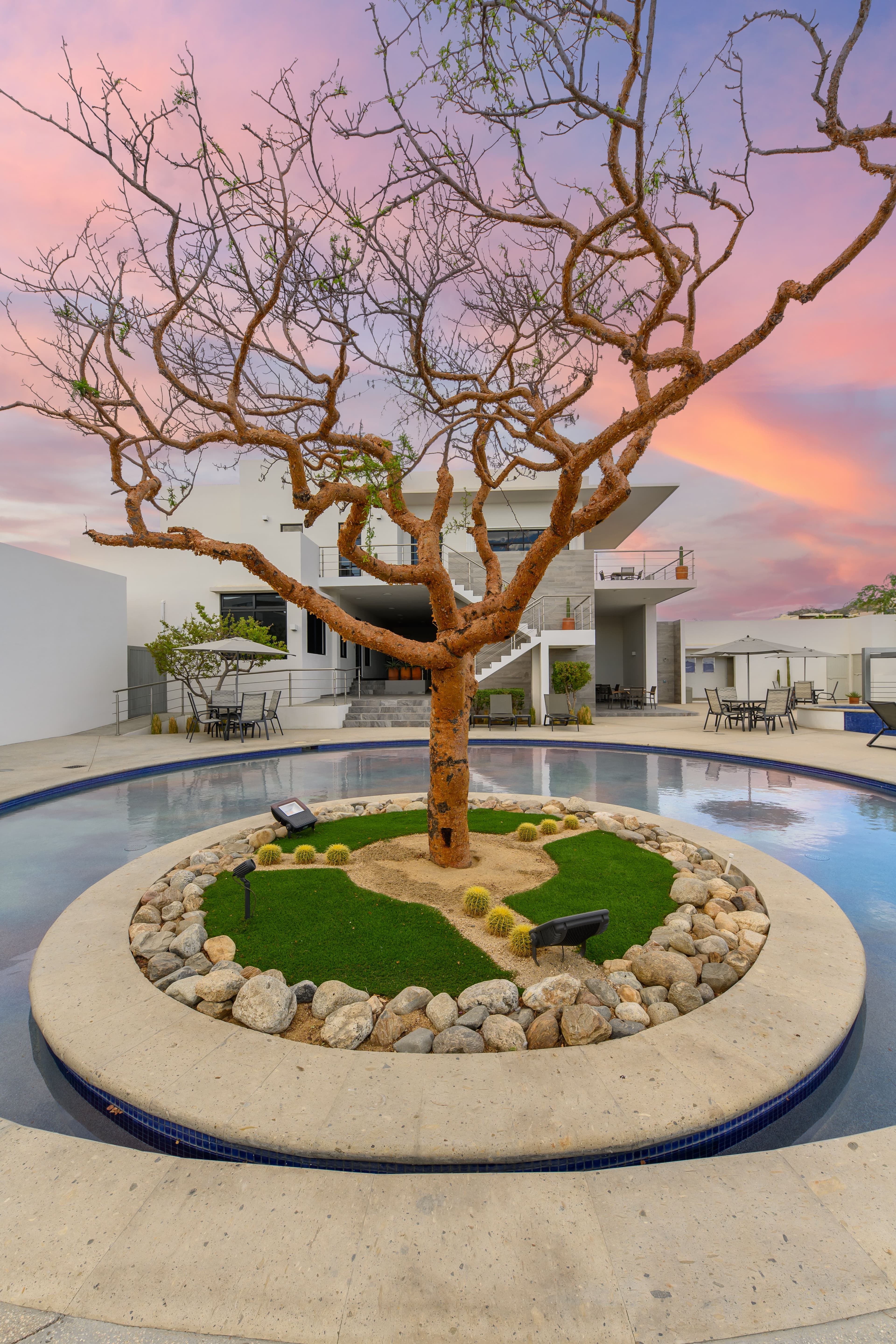 Torote: the endemic tree of Baja California Sur 